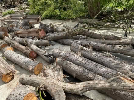 Photo of free Fire wood (Williams Parkway and 10) #2