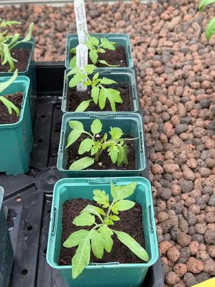 Photo of free Cherry Tomato seedlings (East Marden) #3