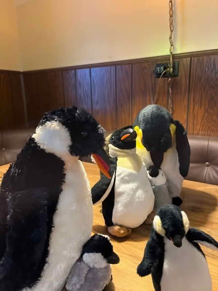 Photo of free Penguin Family (Niles) #2
