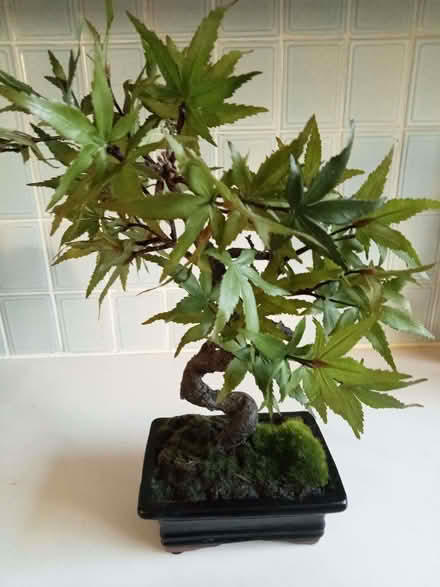 Photo of free Bonsai plant (Drayton PO6) #1