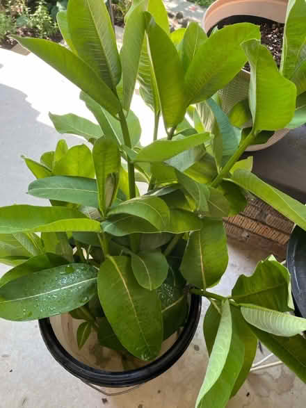 Photo of free Milkweed stems (Petworth/16th St Heights) #1