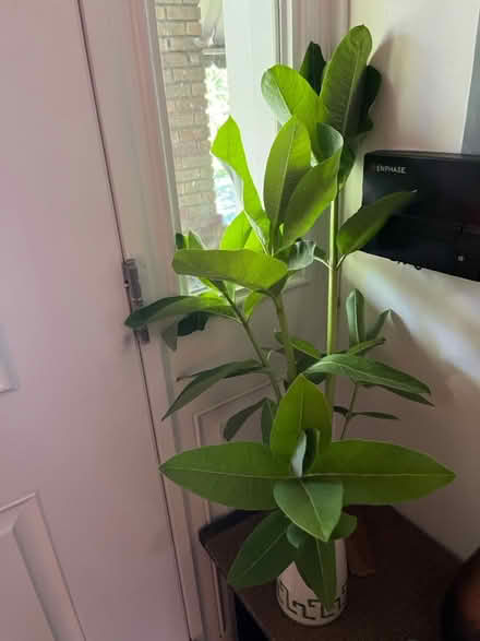 Photo of free Milkweed stems (Petworth/16th St Heights) #3