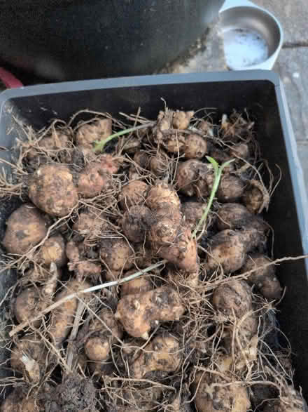 Photo of free Jerusalem Artichokes (Bathampton BA2) #1