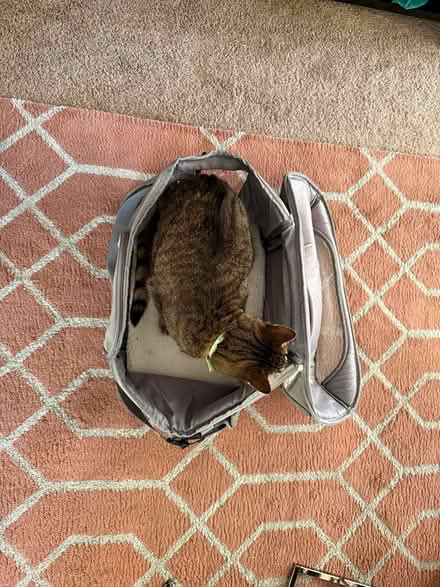 Photo of free Soft cat carrier (Eastlake) #3