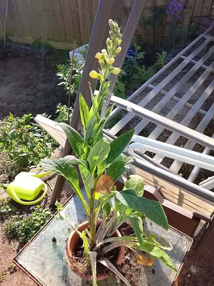 Photo of free Foxglove plant (Landport BN7) #1