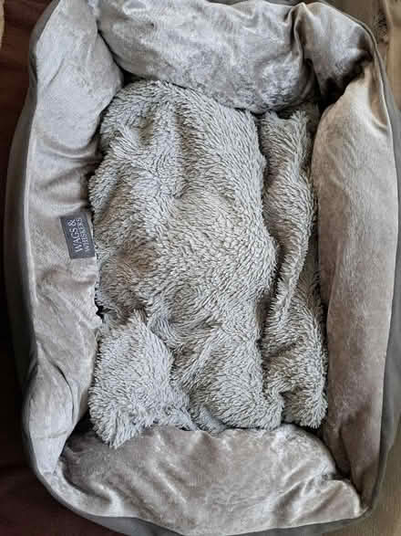 Photo of free Dog/Cat Beds (Elmstead Market CO7) #1