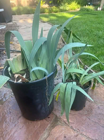 Photo of free Purple Iris bulbs (Los Altos Grant and Fremont) #1