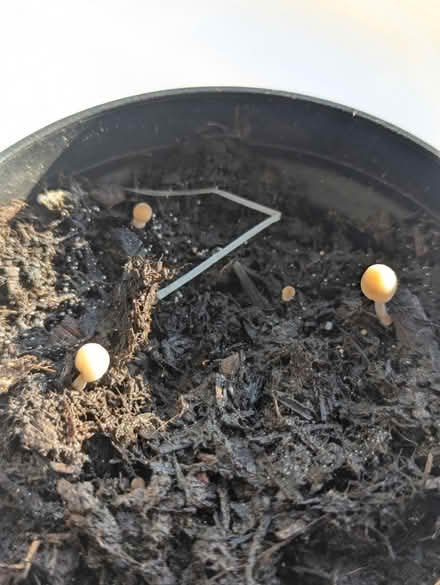 Photo of Courgette seedling (Crouch end N8) #1