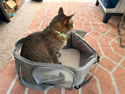 Photo of free Soft cat carrier (Eastlake) #2