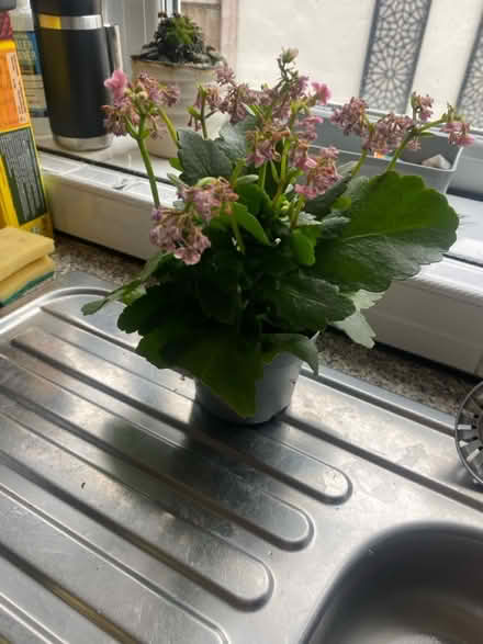 Photo of free Plant (CH62) #1