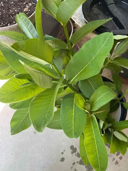 Photo of free Milkweed stems (Petworth/16th St Heights) #2