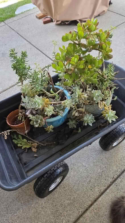 Photo of free Succulents (Livermore) #1