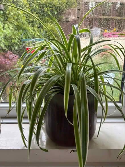 Photo of free Large spider plant in big pot (Stanhill BB5) #1