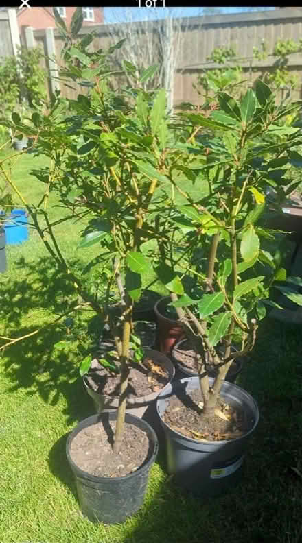 Photo of Bay Shrub (Underdale SY2) #1