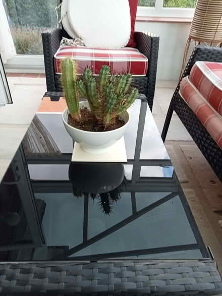 Photo of free Cacti (Drayton PO6) #1