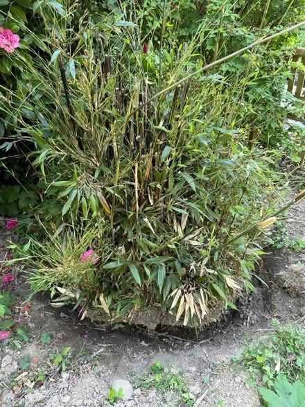 Photo of free Black bamboo (East Grinstead - Sunnyside) #1