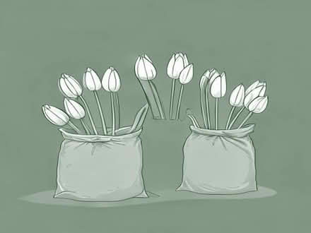 Photo of free 2 Large bags of Bluebell bulbs available now (Bozeat NN29) #1