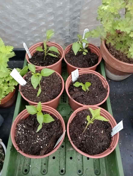 Photo of free Chilli plants (Lower Earley RG6) #1