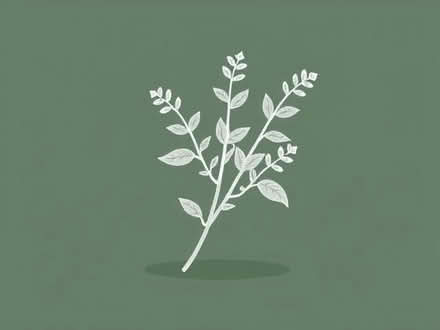 Photo of free Lemon Verbena Cuttings (Ramsgate CT11) #1