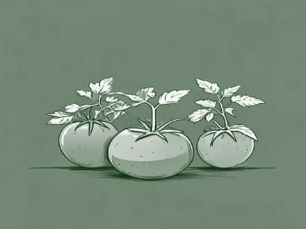 Photo of free Heritage Tomato Plants (Hartford NE23) #1