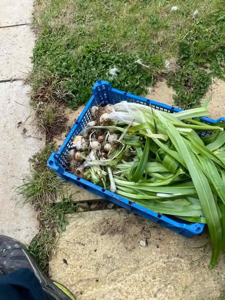 Photo of free Bluebell bulbs (Corsham) #1