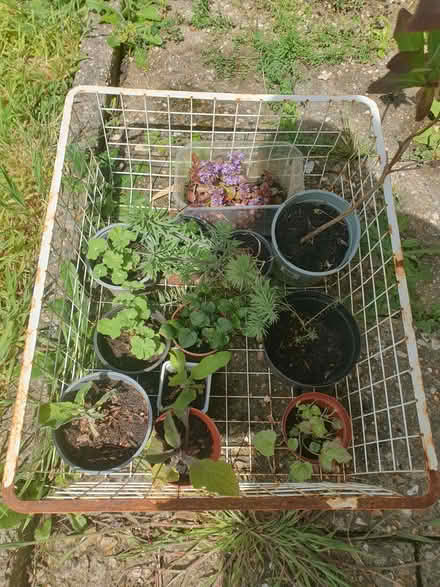 Photo of free Various plants. Honeysuckle. Lady's mantle (small) Foxglove (Tilehurst RG31) #1