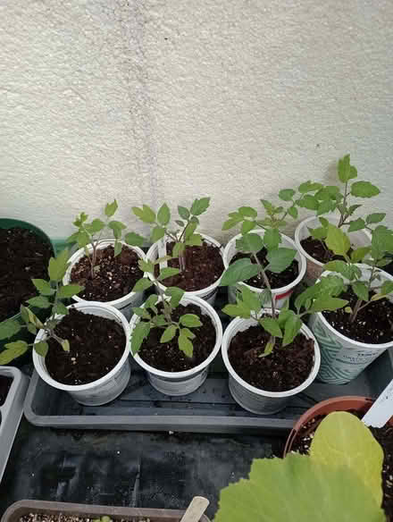 Photo of free Tomato Plants (Lower Earley RG6) #1