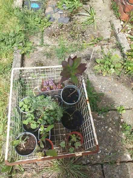 Photo of free Various plants. Honeysuckle. Lady's mantle (small) Foxglove (Tilehurst RG31) #2