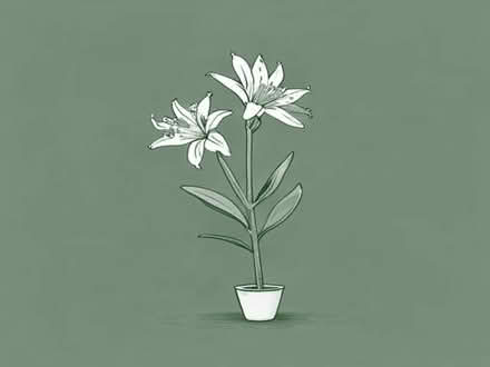 Photo of Alstroemeria plants (Heaton Chapel SK4) #1