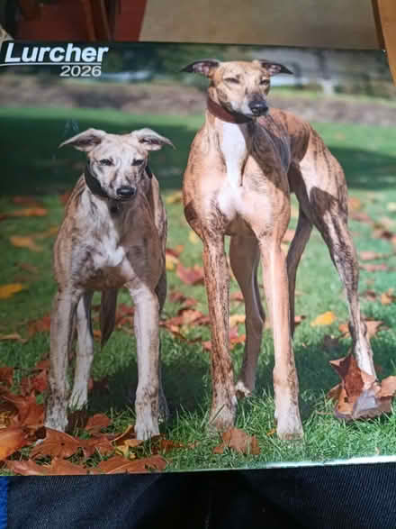 Photo of free Lurcher calendar, (Stafford ST16) #1