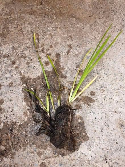 Photo of free Water Iris (toxteth L8) #2