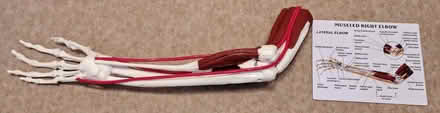 Photo of free Human arm anatomy model for teaching/study (The Sixth Form College, Farnborough GU14) #1