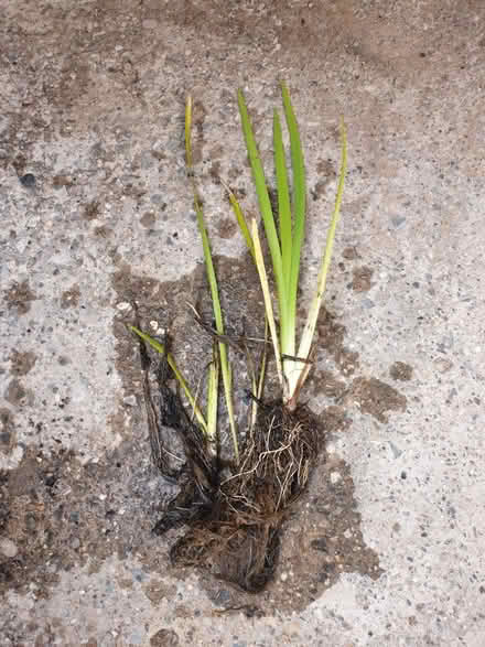 Photo of free Water Iris (toxteth L8) #1