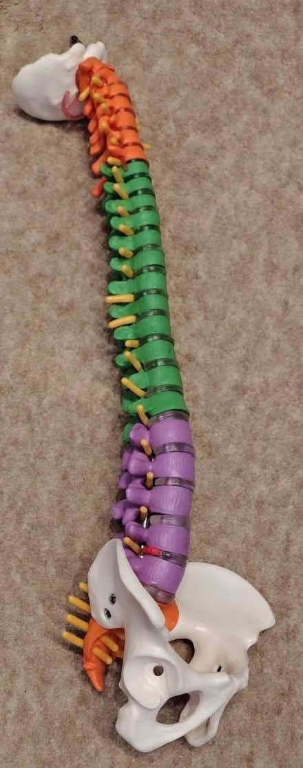 Photo of free Human spine anatomy model for teaching/study (The Sixth Form College, Farnborough GU14) #1