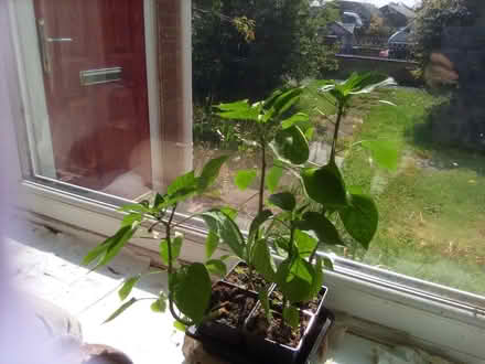 Photo of free 4 mini sweet pepper plants (Craghead DH9) #1