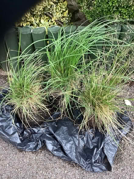 Photo of free 3 outdoor plants (Shirley CR0) #1