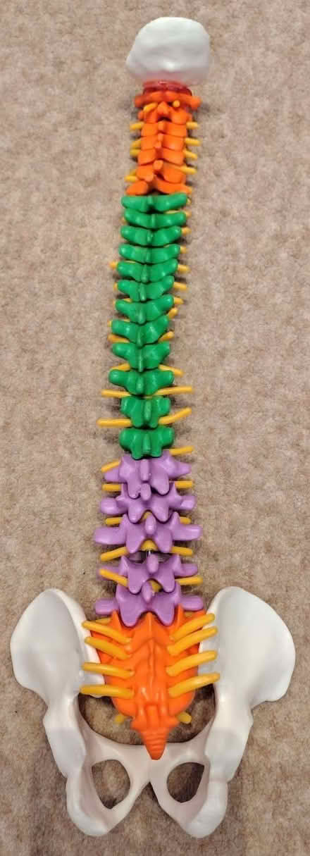 Photo of free Human spine anatomy model for teaching/study (The Sixth Form College, Farnborough GU14) #2
