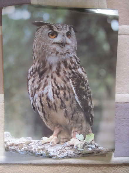 Photo of free owl poster (Cambuskenneth FK9) #1