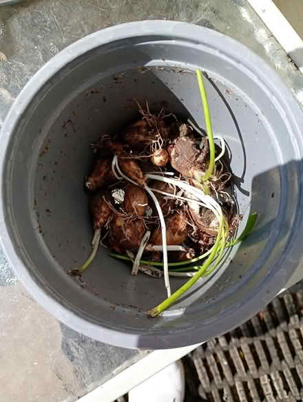 Photo of free Muscari/grape hyacinth bulbs (Temple Cowley OX4) #1