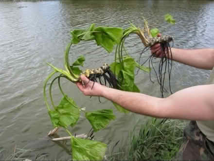 Photo of Pond plants (St. Leonard’s TN38) #1