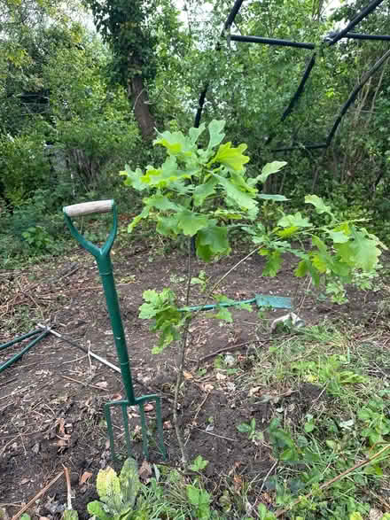 Photo of free Oak sapling (Sanderstead) #1