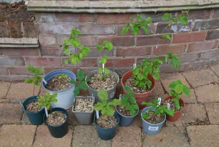 Photo of free Hazel and Oak Saplings (The Moravian Settlement DE72) #1