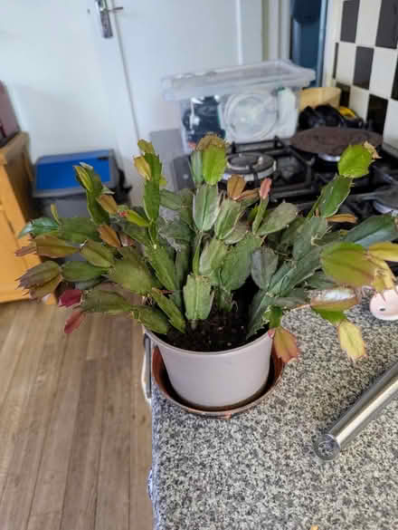 Photo of free Xmas cactus (Tonbridge TN10) #1