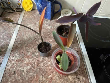 Photo of free Plants indoor (Chilwell NG9) #1