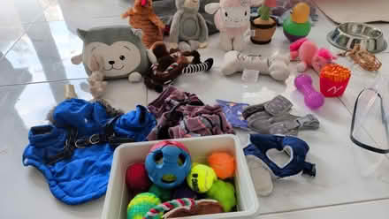 Photo of free Dog Accessories (TN25) #4
