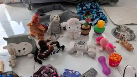 Photo of free Dog Accessories (TN25) #3