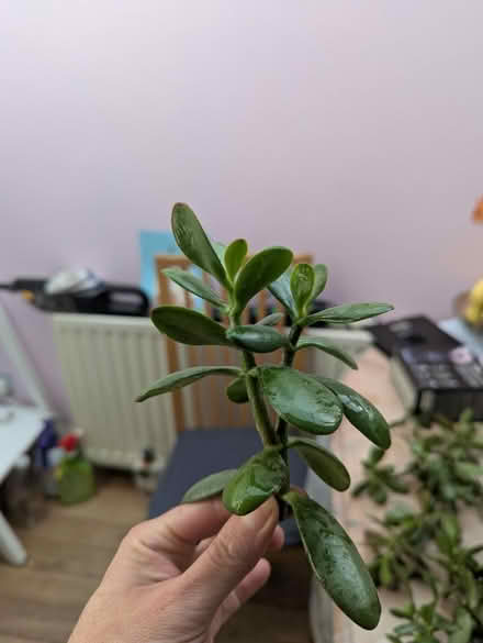 Photo of free Loads of crassula cuttings x2 (Tonbridge TN10) #2