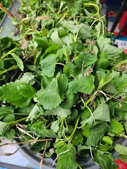 Photo of free Lemon balm (Near the experimental farm) #1