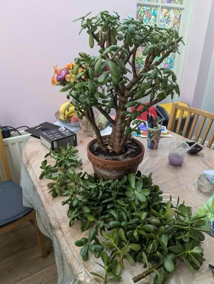 Photo of free Loads of crassula cuttings x2 (Tonbridge TN10) #1