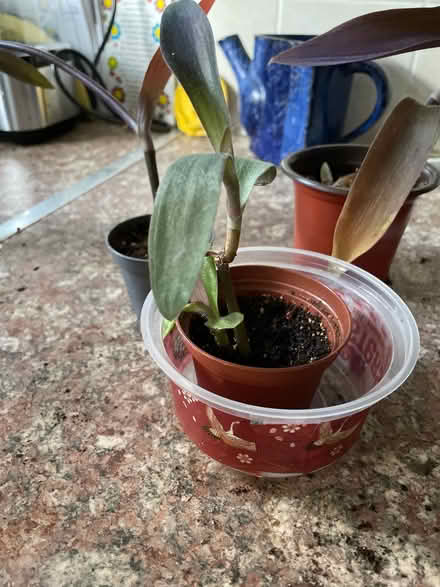 Photo of free Plants indoor (Chilwell NG9) #3